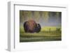 Bison in Morning Light-Sandipan Biswas-Framed Photographic Print