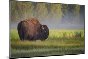 Bison in Morning Light-Sandipan Biswas-Mounted Photographic Print