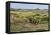 Bison in North Dakota Landscape-Galloimages Online-Framed Stretched Canvas