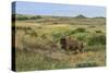 Bison in North Dakota Landscape-Galloimages Online-Stretched Canvas