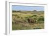 Bison in North Dakota Landscape-Galloimages Online-Framed Photographic Print