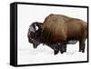 Bison in Snow, Yellowstone National Park, Wyoming-null-Framed Stretched Canvas