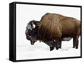 Bison in Snow, Yellowstone National Park, Wyoming-null-Framed Stretched Canvas