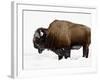 Bison in Snow, Yellowstone National Park, Wyoming-null-Framed Photographic Print