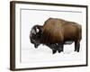 Bison in Snow, Yellowstone National Park, Wyoming-null-Framed Photographic Print