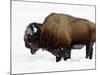 Bison in Snow, Yellowstone National Park, Wyoming-null-Mounted Photographic Print