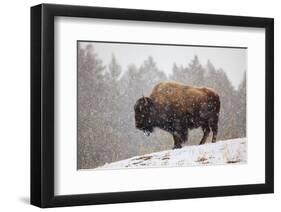 Bison in Snow-Jason Savage-Framed Art Print