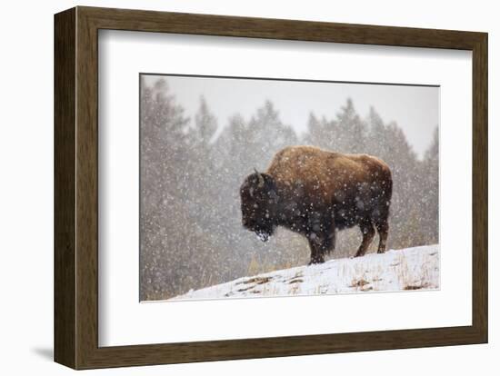 Bison in Snow-Jason Savage-Framed Art Print