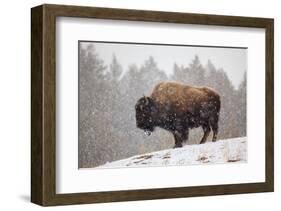 Bison in Snow-Jason Savage-Framed Art Print