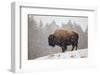 Bison in Snow-Jason Savage-Framed Art Print