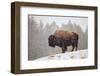 Bison in Snow-Jason Savage-Framed Giclee Print