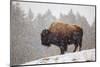 Bison in Snow-Jason Savage-Mounted Giclee Print