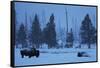 Bison in Snow-W. Perry Conway-Framed Stretched Canvas