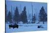 Bison in Snow-W. Perry Conway-Stretched Canvas