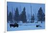 Bison in Snow-W. Perry Conway-Framed Photographic Print