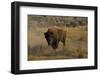 Bison in the Lamar Valley, Yellowstone National Park, UNESCO World Heritage Site, Wyoming, USA-Peter Barritt-Framed Photographic Print