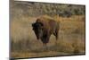 Bison in the Lamar Valley, Yellowstone National Park, UNESCO World Heritage Site, Wyoming, USA-Peter Barritt-Mounted Photographic Print