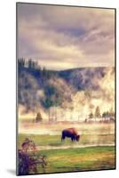 Bison in the Mist-Vincent James-Mounted Photographic Print