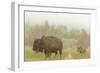 Bison in Theodore Roosevelt National Park, North Dakota, Usa-Chuck Haney-Framed Photographic Print