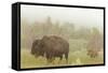 Bison in Theodore Roosevelt National Park, North Dakota, Usa-Chuck Haney-Framed Stretched Canvas