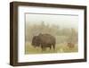 Bison in Theodore Roosevelt National Park, North Dakota, Usa-Chuck Haney-Framed Photographic Print