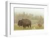 Bison in Theodore Roosevelt National Park, North Dakota, Usa-Chuck Haney-Framed Photographic Print