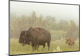 Bison in Theodore Roosevelt National Park, North Dakota, Usa-Chuck Haney-Mounted Photographic Print