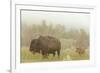 Bison in Theodore Roosevelt National Park, North Dakota, Usa-Chuck Haney-Framed Photographic Print