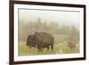 Bison in Theodore Roosevelt National Park, North Dakota, Usa-Chuck Haney-Framed Photographic Print