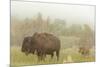 Bison in Theodore Roosevelt National Park, North Dakota, Usa-Chuck Haney-Mounted Photographic Print
