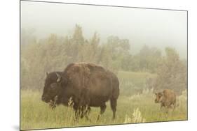 Bison in Theodore Roosevelt National Park, North Dakota, Usa-Chuck Haney-Mounted Photographic Print