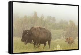 Bison in Theodore Roosevelt National Park, North Dakota, Usa-Chuck Haney-Framed Stretched Canvas