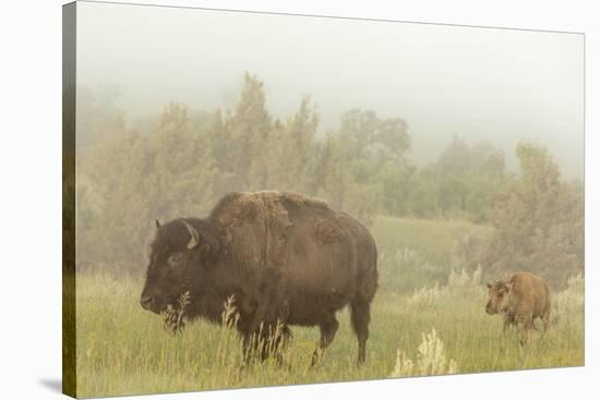 Bison in Theodore Roosevelt National Park, North Dakota, Usa-Chuck Haney-Stretched Canvas