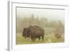 Bison in Theodore Roosevelt National Park, North Dakota, Usa-Chuck Haney-Framed Photographic Print