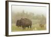 Bison in Theodore Roosevelt National Park, North Dakota, Usa-Chuck Haney-Framed Photographic Print
