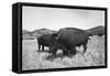 Bison in Wildlife Refuge-Philip Gendreau-Framed Stretched Canvas