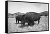 Bison in Wildlife Refuge-Philip Gendreau-Framed Stretched Canvas