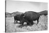 Bison in Wildlife Refuge-Philip Gendreau-Stretched Canvas