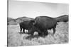 Bison in Wildlife Refuge-Philip Gendreau-Stretched Canvas