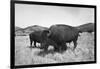 Bison in Wildlife Refuge-Philip Gendreau-Framed Photographic Print