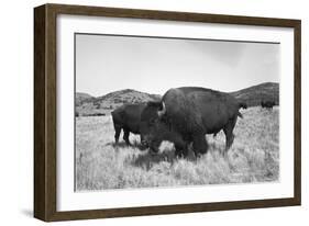 Bison in Wildlife Refuge-Philip Gendreau-Framed Photographic Print