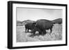 Bison in Wildlife Refuge-Philip Gendreau-Framed Photographic Print