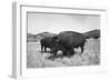 Bison in Wildlife Refuge-Philip Gendreau-Framed Photographic Print