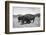 Bison in Wildlife Refuge-Philip Gendreau-Framed Photographic Print