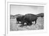 Bison in Wildlife Refuge-Philip Gendreau-Framed Photographic Print