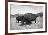 Bison in Wildlife Refuge-Philip Gendreau-Framed Photographic Print