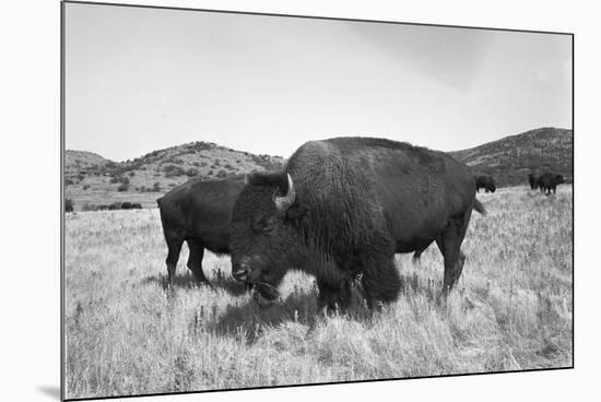 Bison in Wildlife Refuge-Philip Gendreau-Mounted Photographic Print