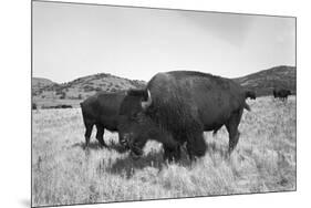 Bison in Wildlife Refuge-Philip Gendreau-Mounted Photographic Print