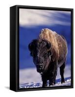 Bison in Yellowstone National Park, Wyoming, USA-Gavriel Jecan-Framed Stretched Canvas