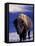 Bison in Yellowstone National Park, Wyoming, USA-Gavriel Jecan-Framed Stretched Canvas